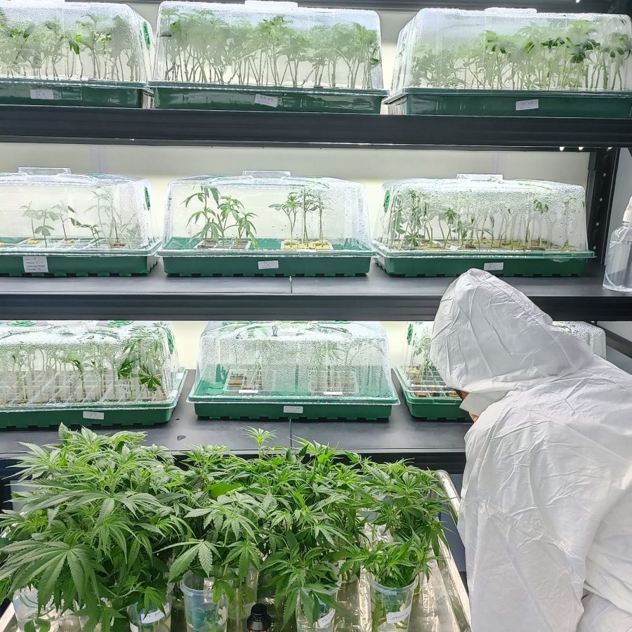 母株與克隆室_1